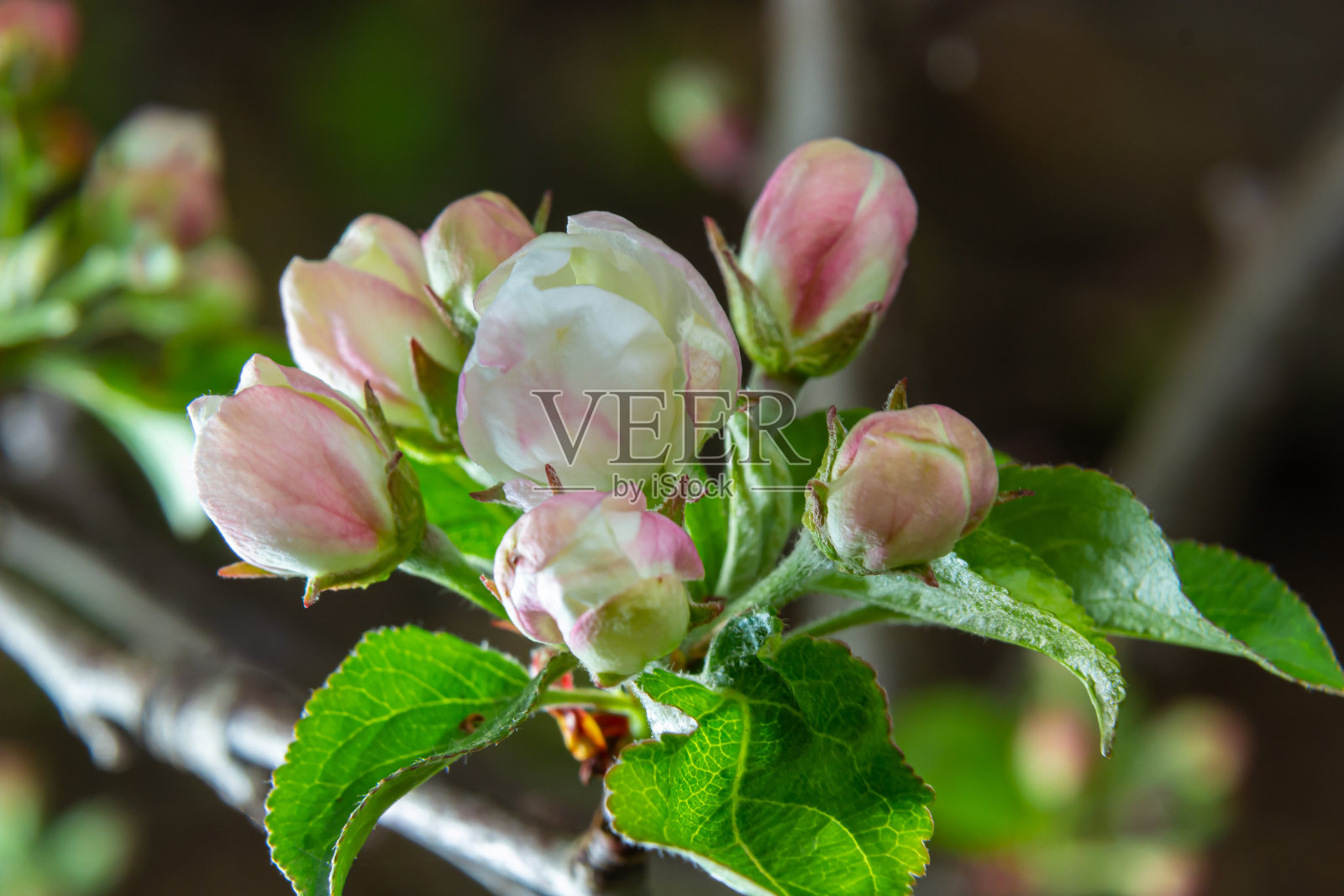 新鲜美丽的花朵在春天盛开的苹果树照片摄影图片