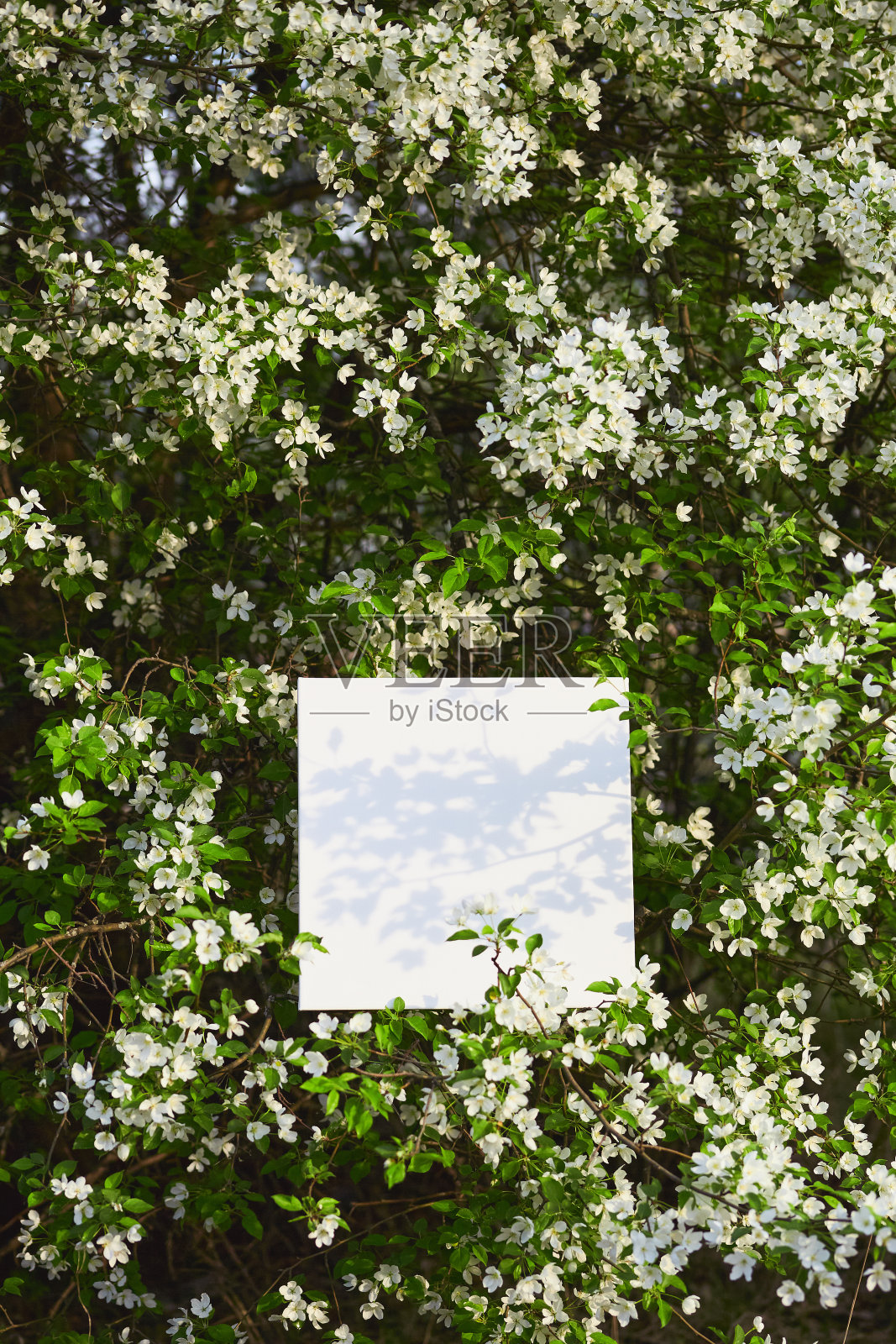 模型户外海报。在明亮的阳光下开着白花的木头。店面、餐厅的布局。文本空白照片摄影图片