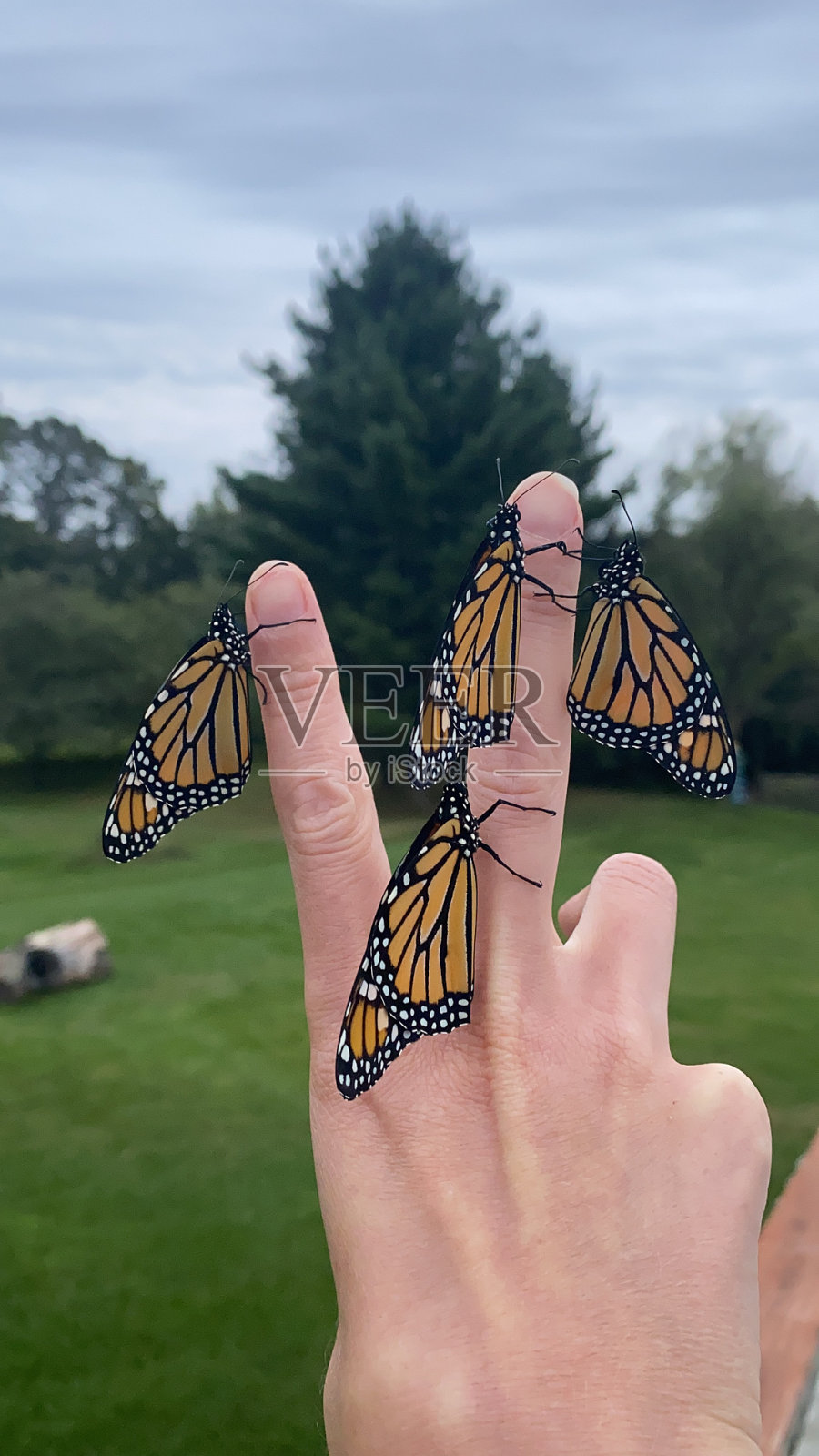 白种人手上的黑脉金斑蝶照片摄影图片