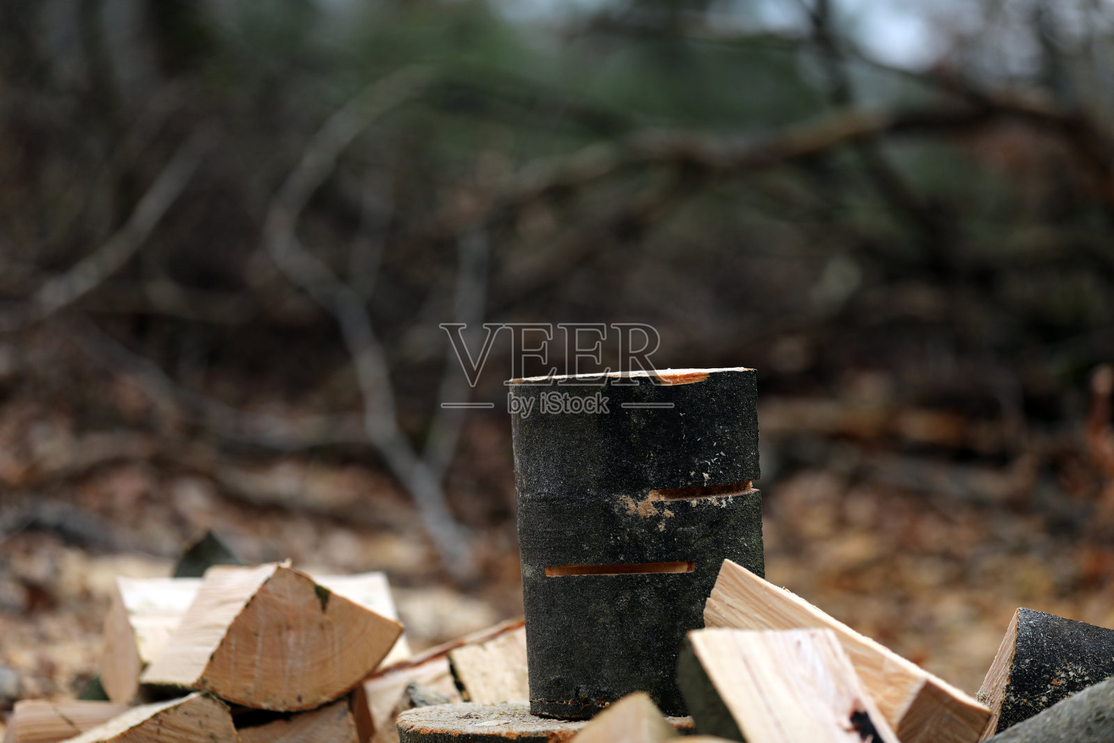 伐木工人在森林里伐木和锯树照片摄影图片
