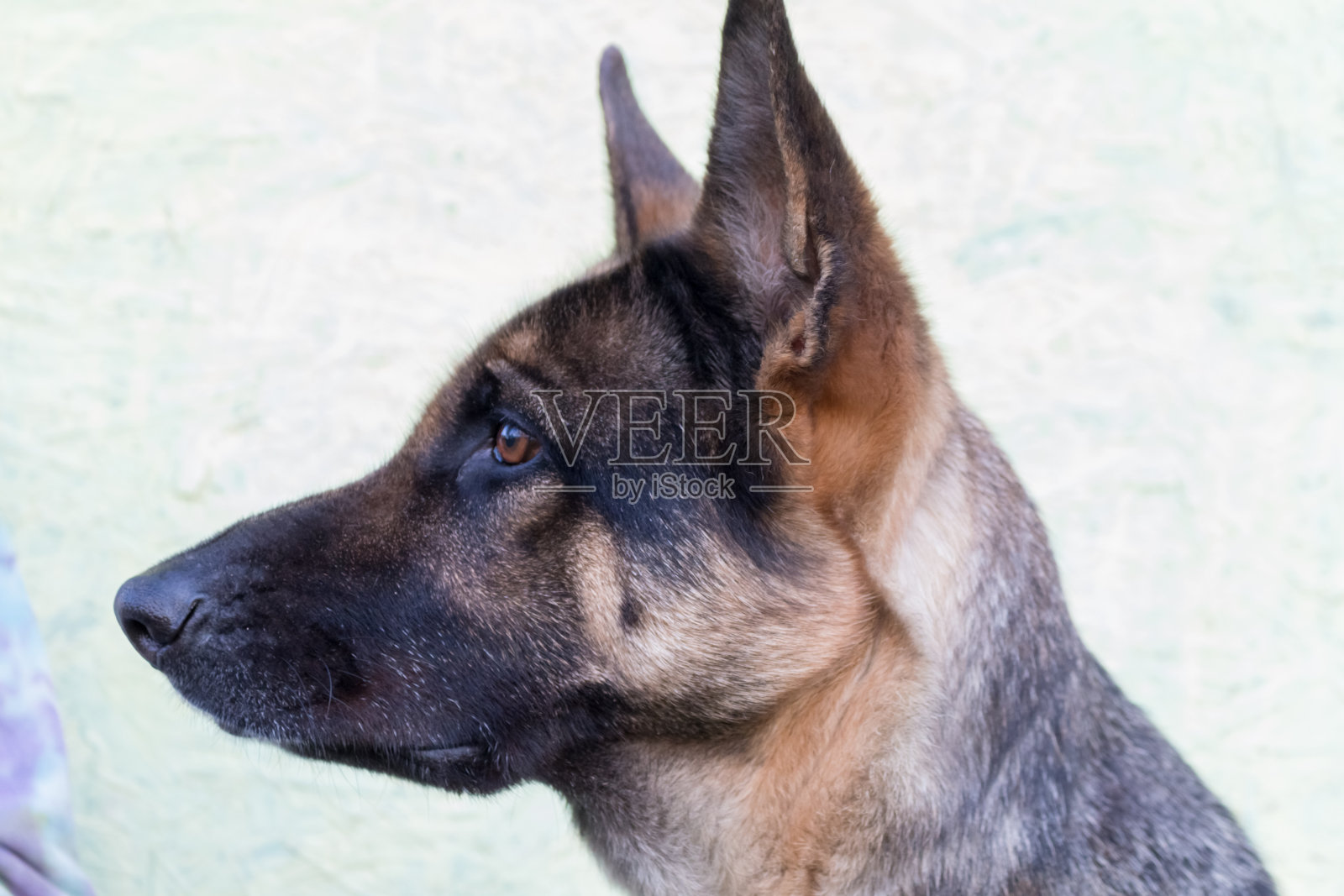 狗照片摄影图片