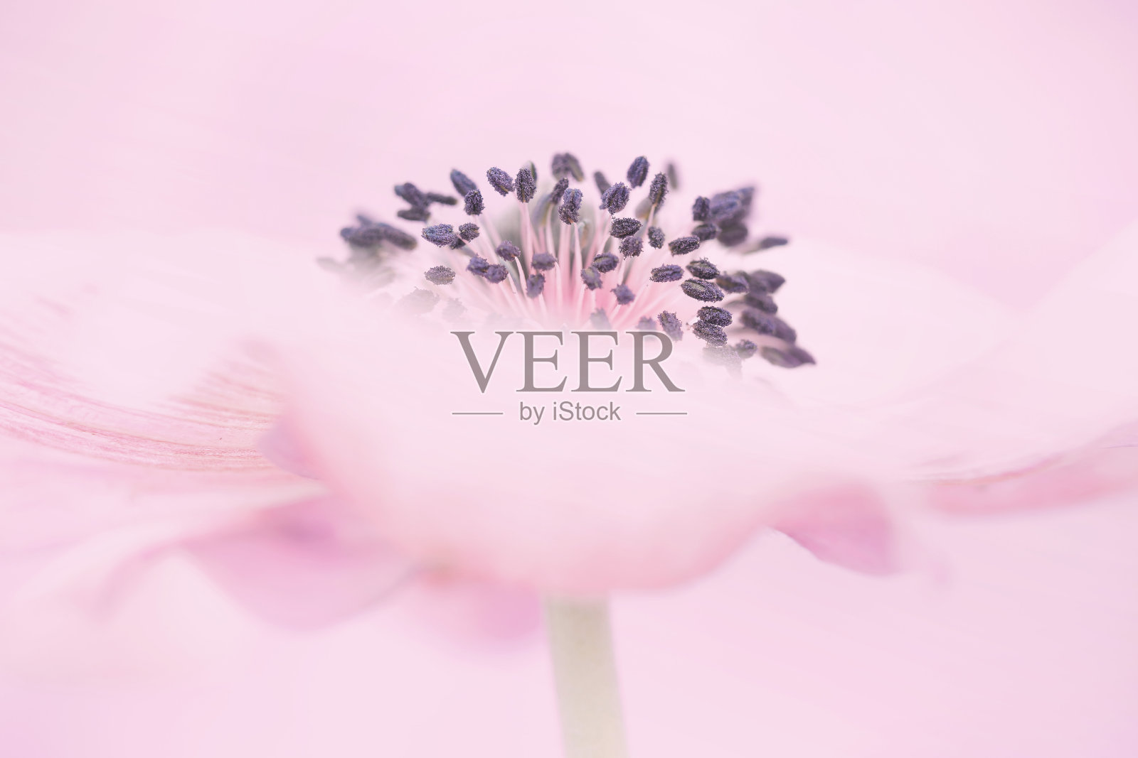 单一的海葵照片摄影图片