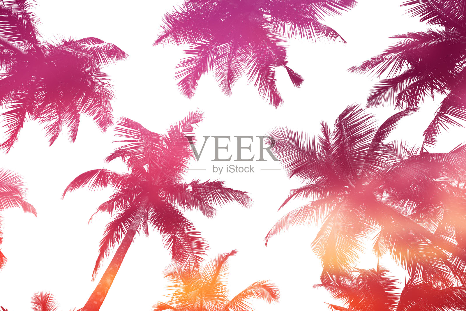 热带椰子树的剪影孤立在白色与夕阳天空双曝光照片摄影图片