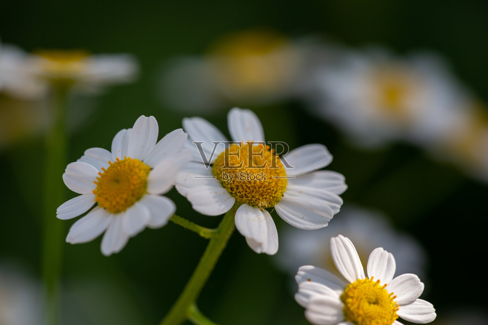 盛开的雏菊花在一个夏日阳光灿烂的日子微距照片。照片摄影图片