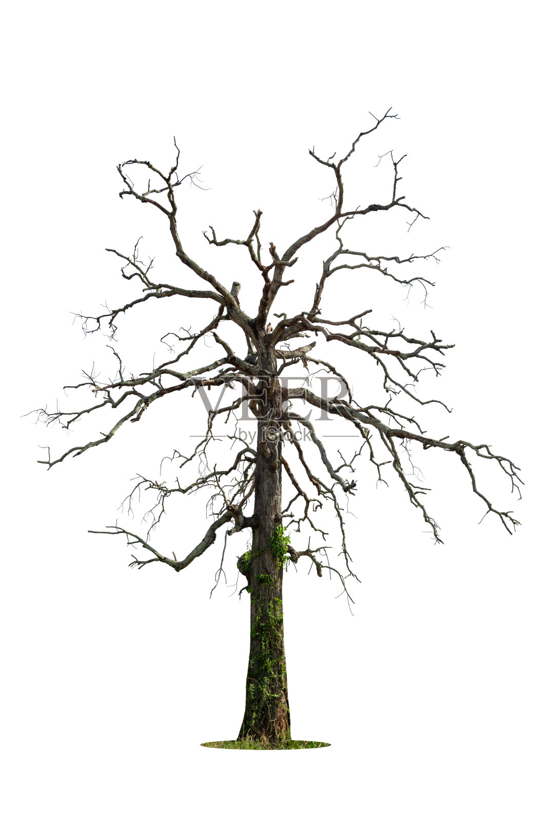 死树孤立在白色背景。照片摄影图片