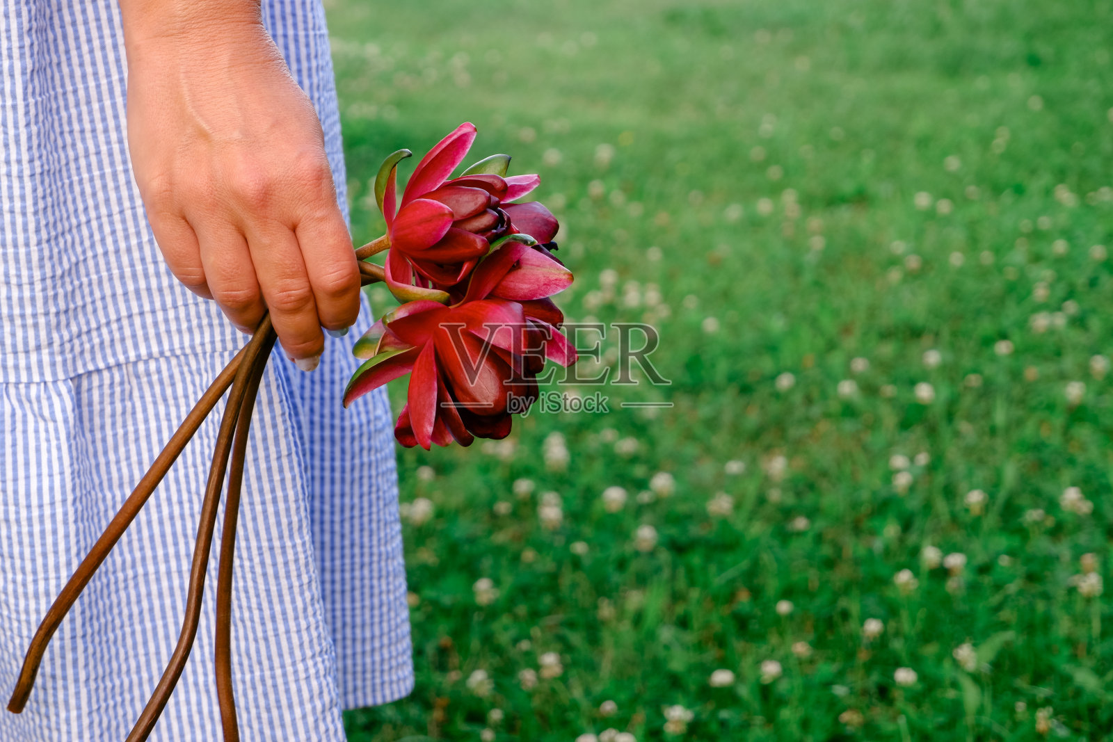 绿茵茵的草地上，一个身穿蓝色连衣裙的女人手里捧着一朵睡莲花。浪漫的照片。放置你的文本。照片摄影图片