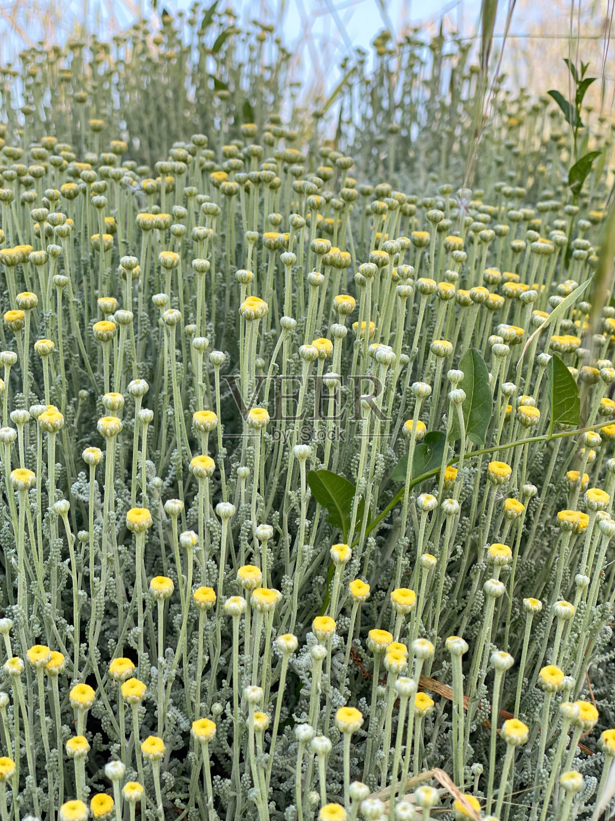 田野里种着野生甘菊照片摄影图片