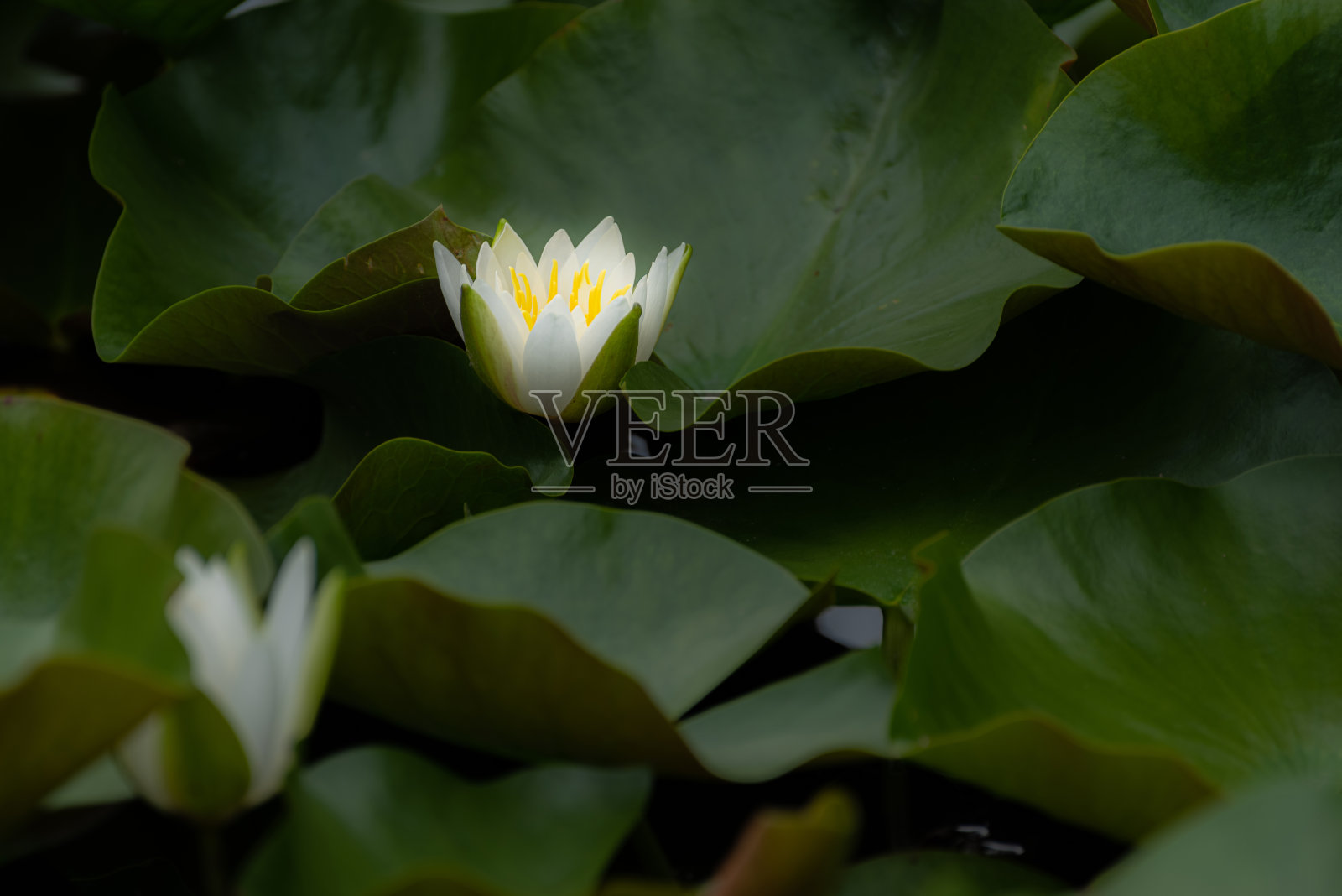 睡莲照片摄影图片