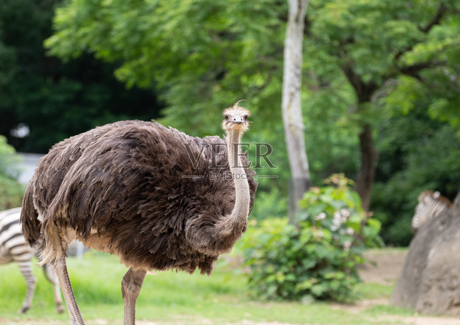 鸵鸟照片摄影图片
