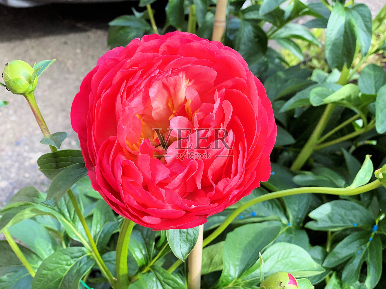 牡丹的特写照片摄影图片