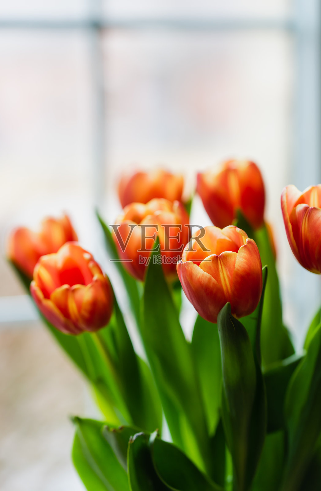 一束美丽的橙色郁金香在室内盛开。照片摄影图片
