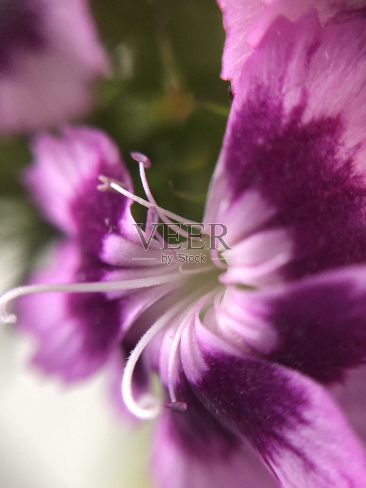 头状花序照片摄影图片