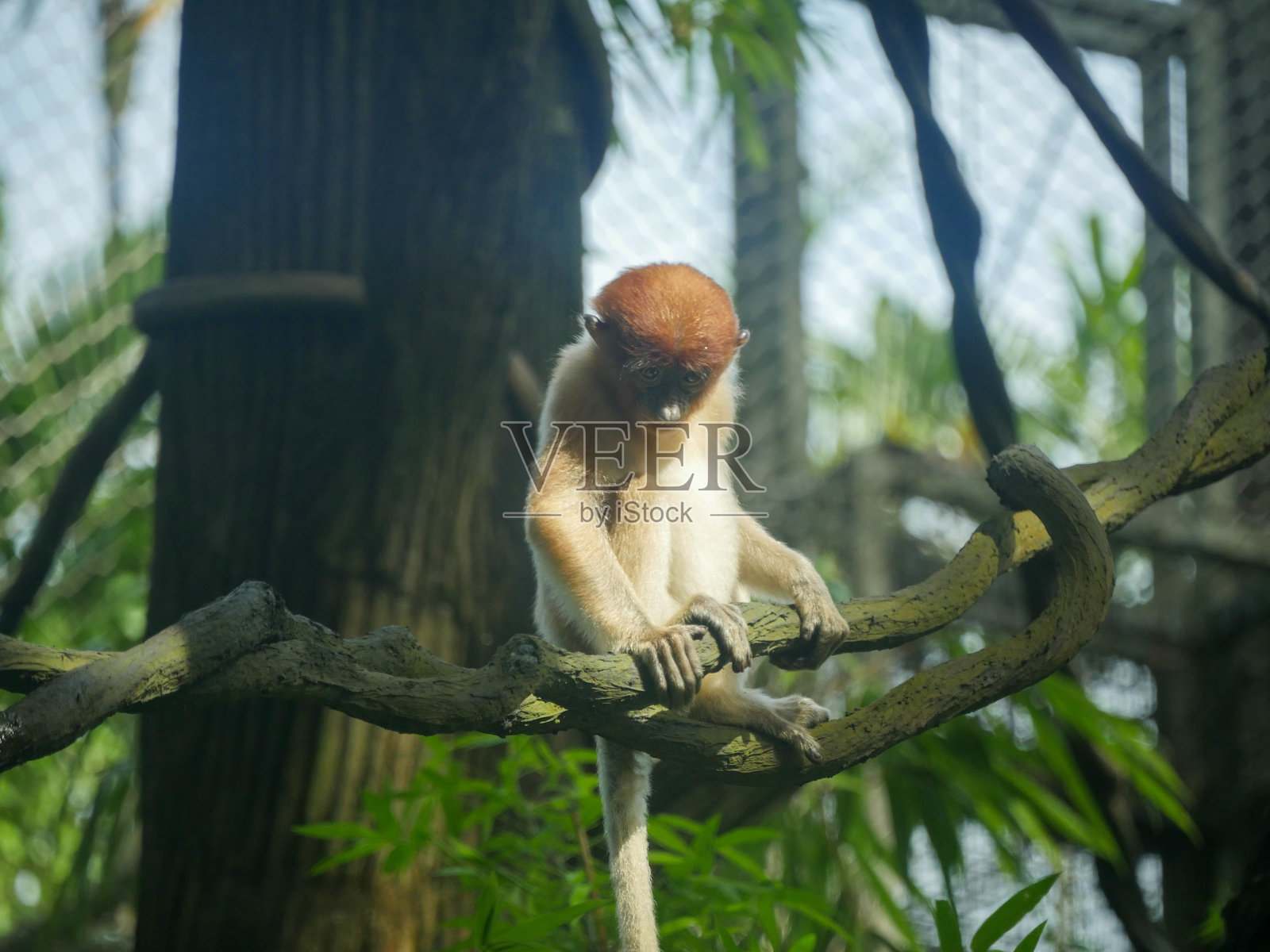 小长鼻猴坐在树上照片摄影图片