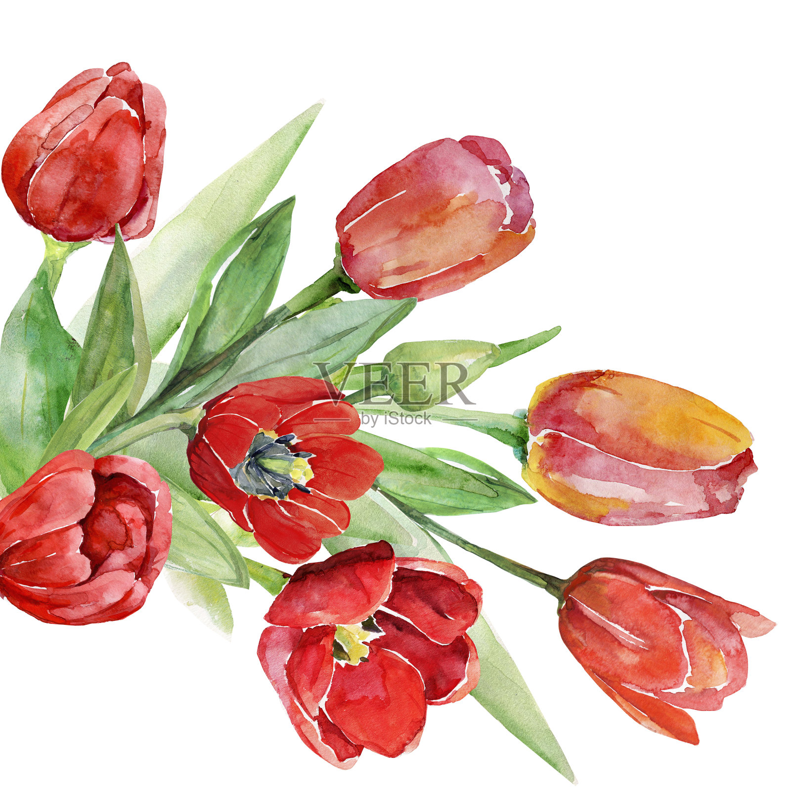 郁金香的模式。插画图片素材