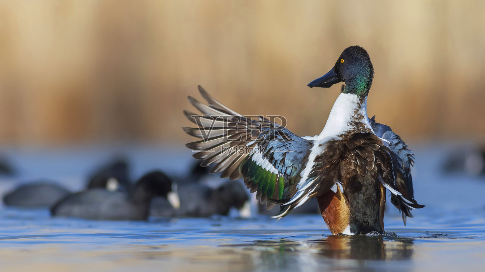游泳的鸭子。水蓝色背景。鸭;北方琵嘴鸭。(抹刀clypeata)照片摄影图片