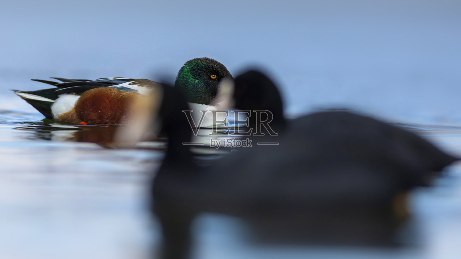 游泳的鸭子。水蓝色背景。鸭;北方琵嘴鸭。(抹刀clypeata)照片摄影图片