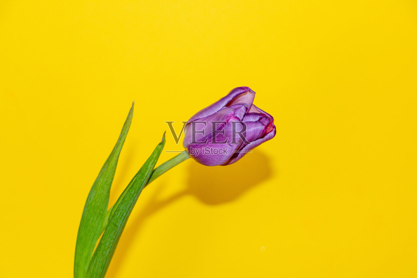 不同寻常的紫色郁金香，带有金色的色彩，在明亮的黄色背景下娇嫩的花瓣照片摄影图片