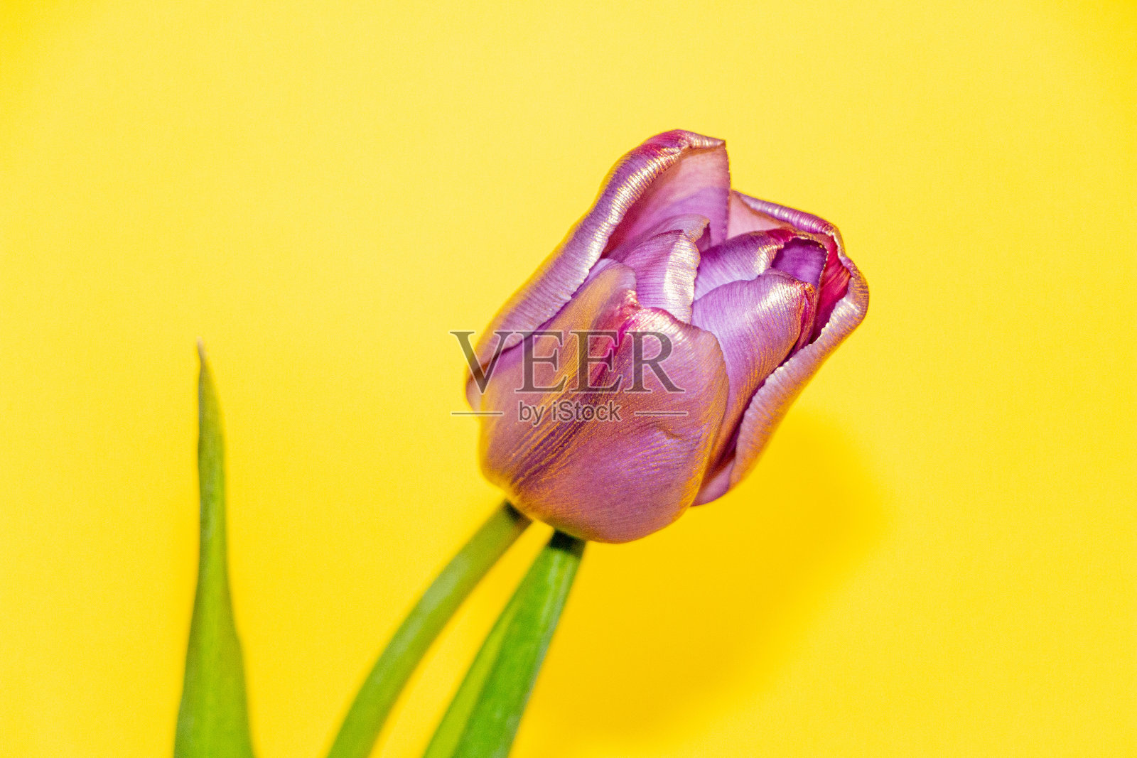不同寻常的紫色郁金香，带有金色的色彩，在明亮的黄色背景下娇嫩的花瓣照片摄影图片