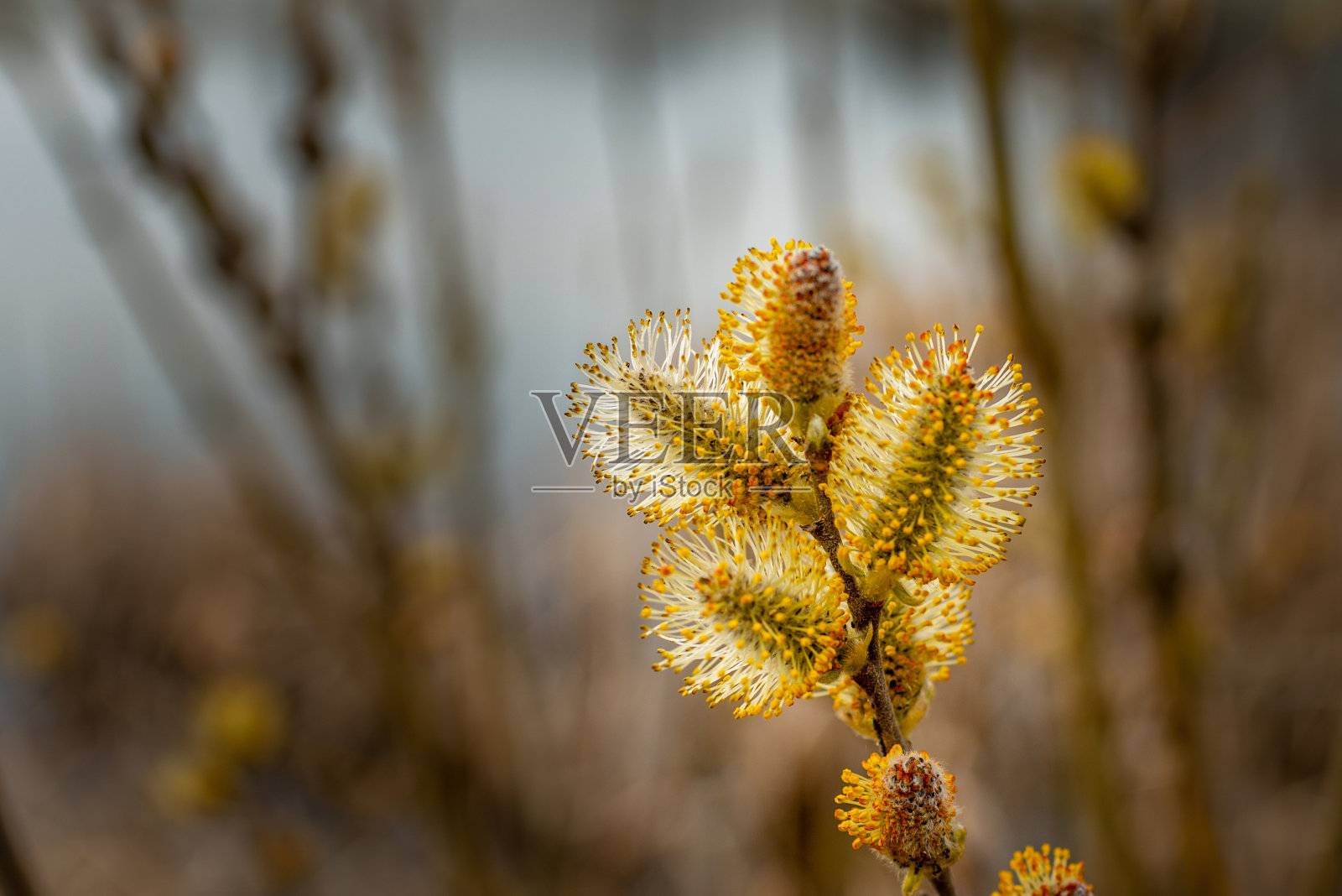 大自然在春天苏醒。盛开的柳树,猫咪,开花了。模糊的棕色背景，选择性聚焦。照片摄影图片