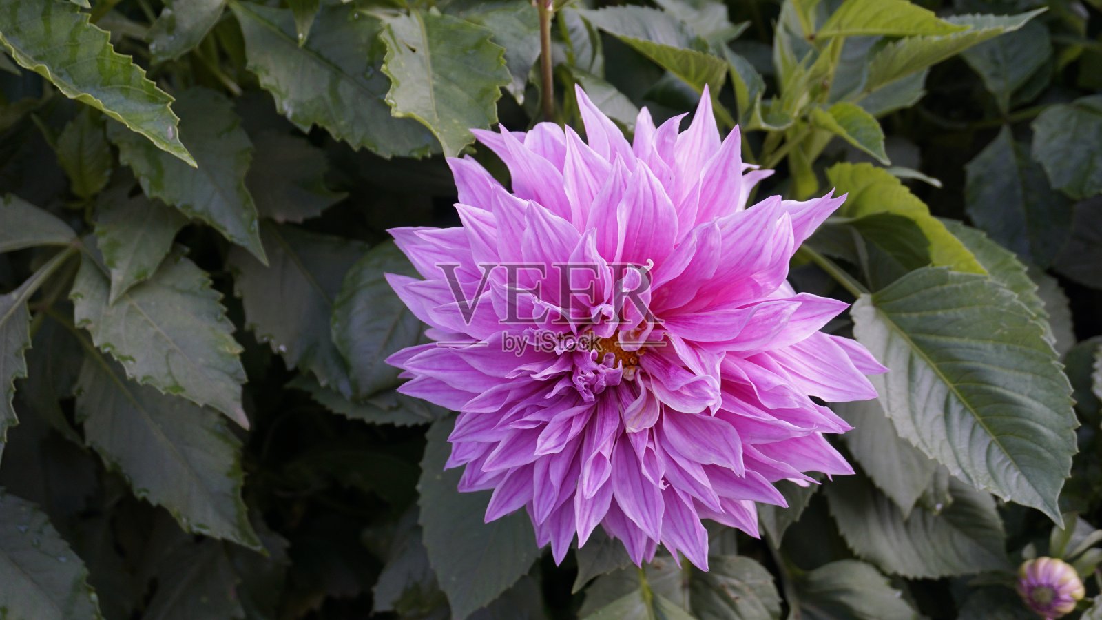 美丽的大丽花，又称羽状花，催眠花。照片摄影图片