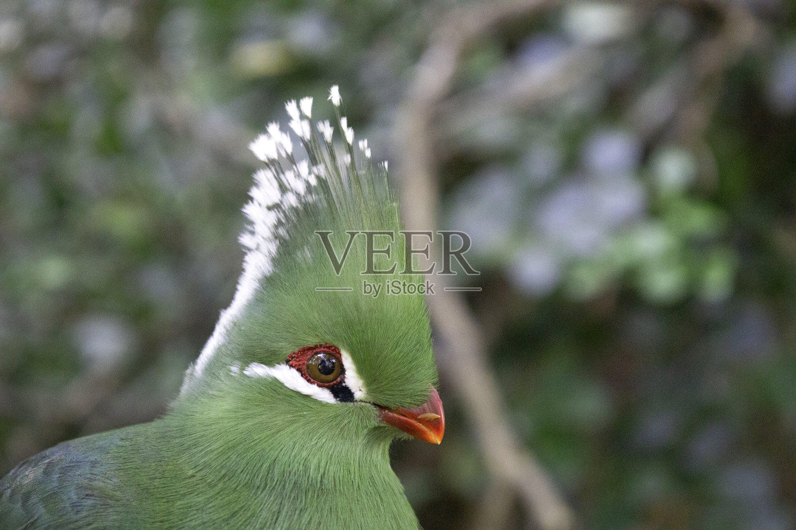 图拉科鸟在树上照片摄影图片