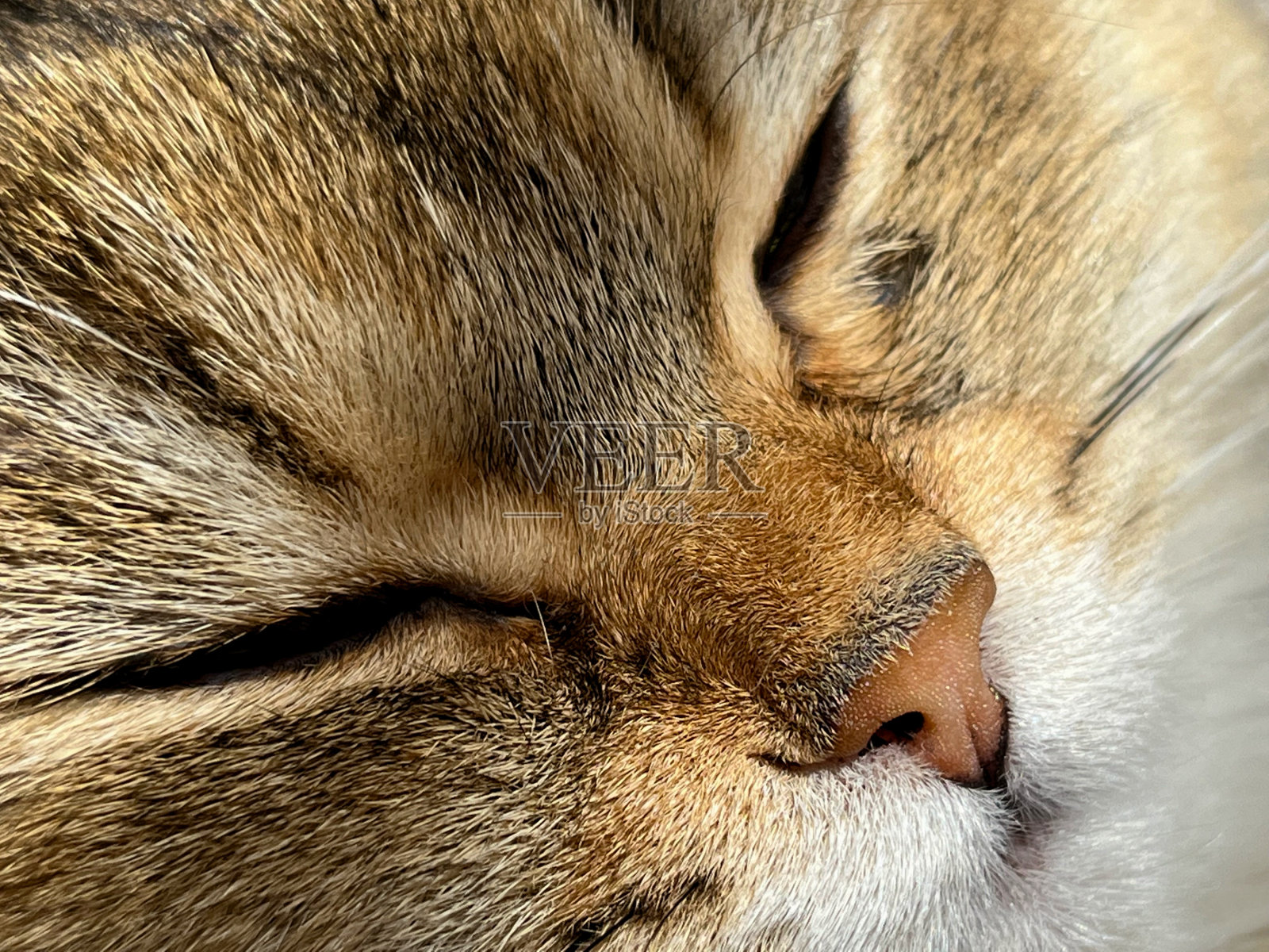 英国短毛金色龙猫NY25的脸特写照片摄影图片