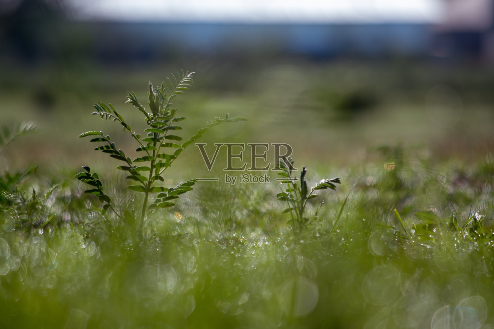 森林-维西亚·西尔弗蒂卡。Morning。照片摄影图片