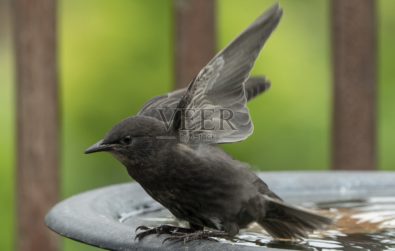 星宿在鸟浴池周围嬉戏照片摄影图片