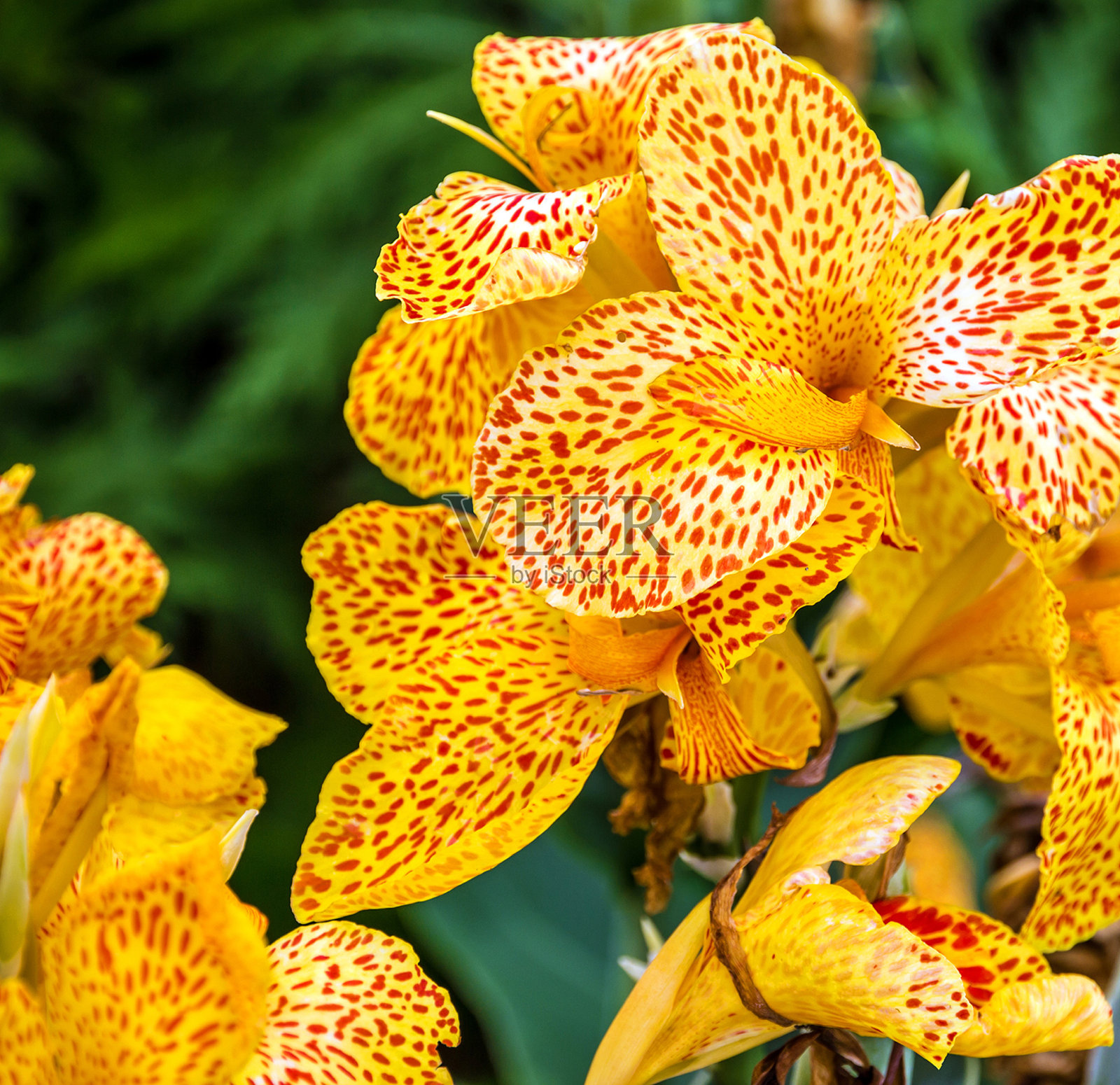 鸢尾花黄色特写照片摄影图片