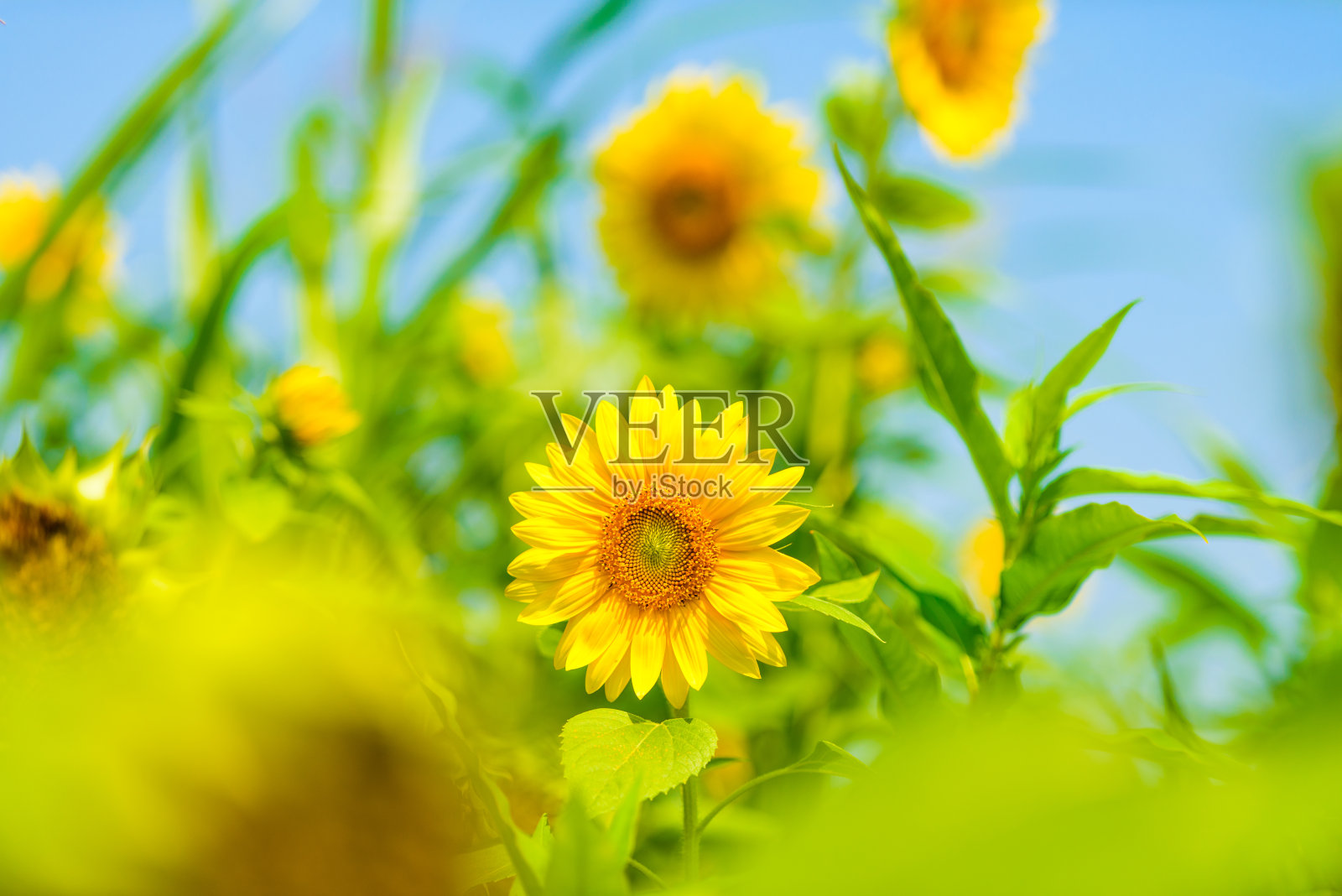 蓝天和向日葵照片摄影图片