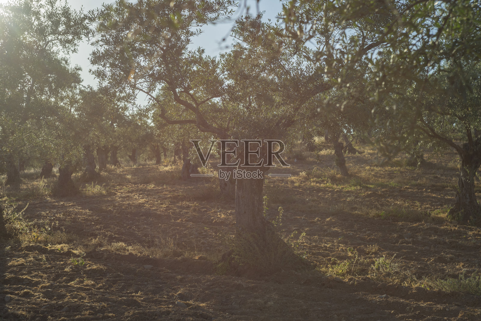 橄榄树照片摄影图片