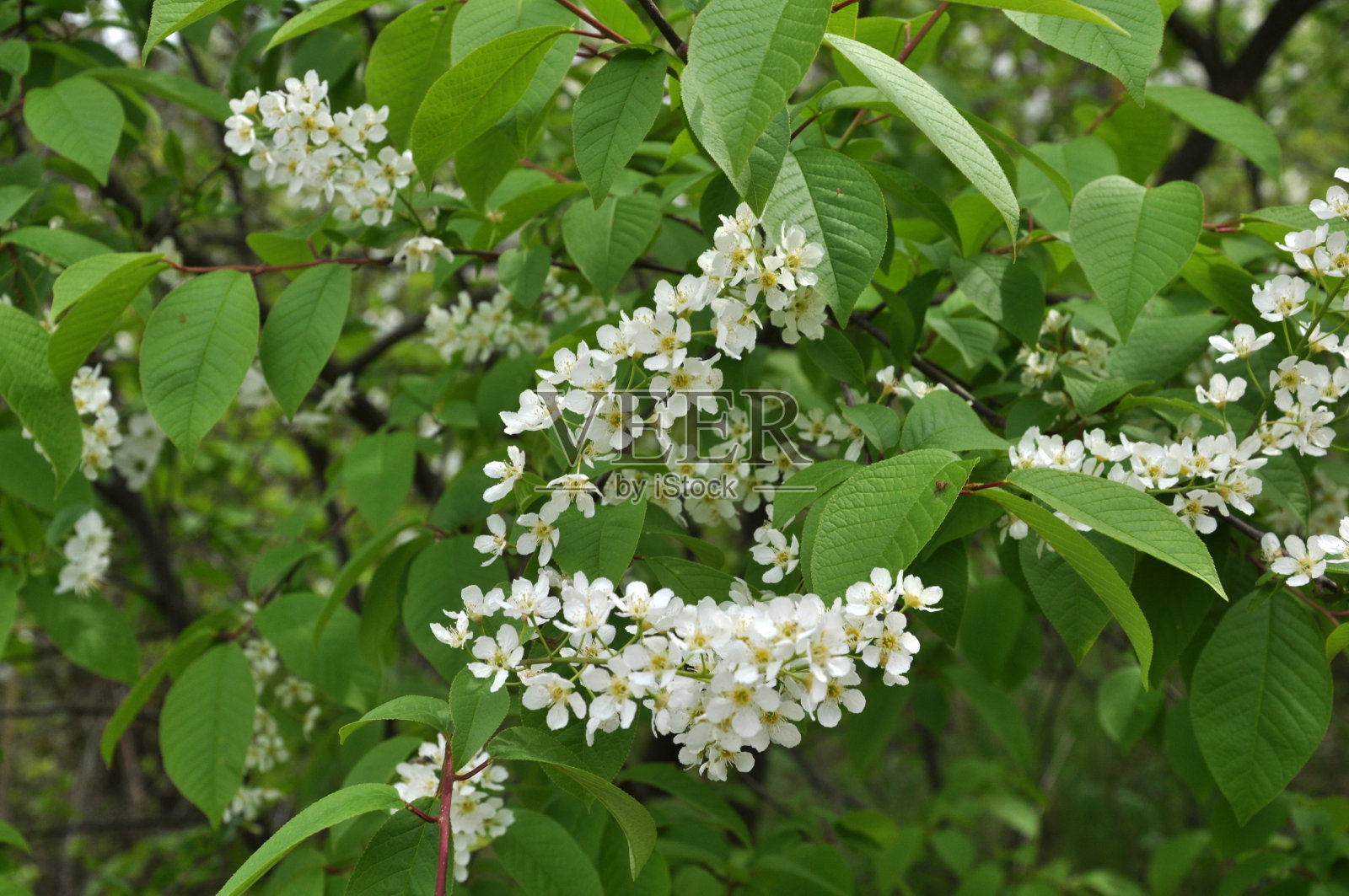 春天的鸟-樱桃树(Prunus padus)在自然界开花照片摄影图片