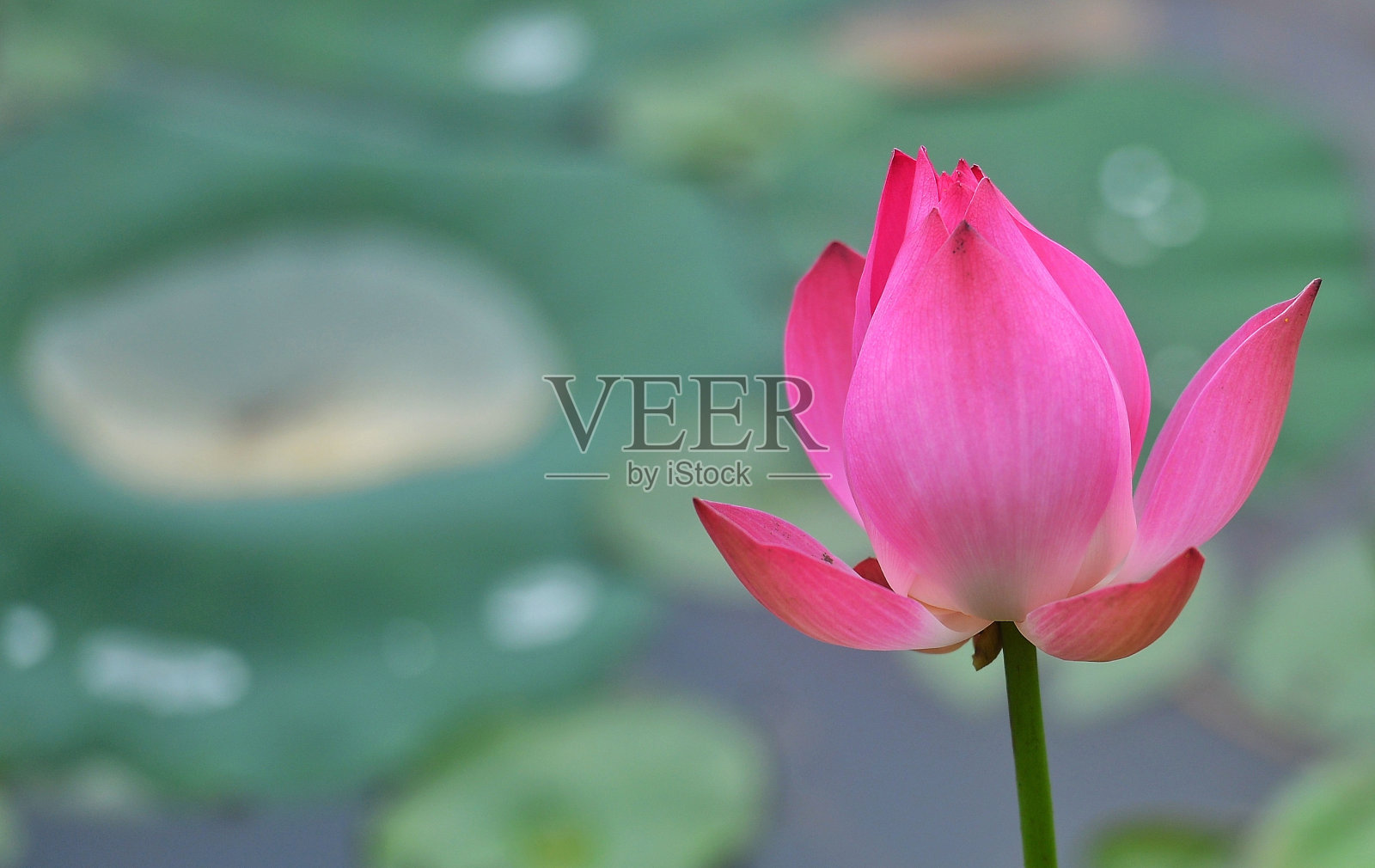 对象和性质照片摄影图片