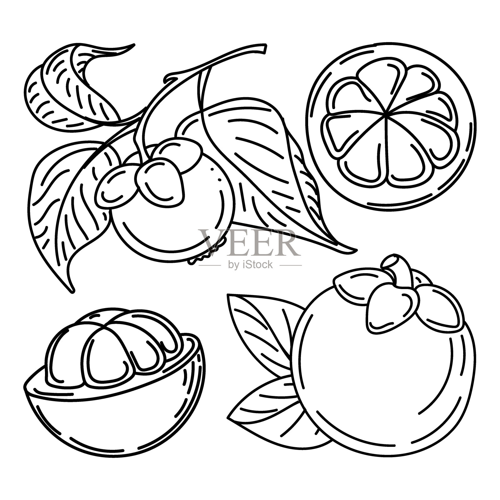 一套山竹果和树叶，手绘涂鸦元素的素描风格。异国情调的水果。泰国。矢量插图。插画图片素材