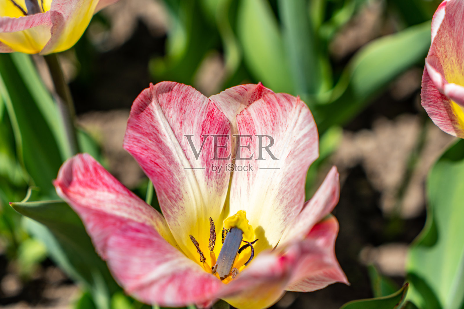 百年公园温室，伊托比克，加拿大。照片摄影图片