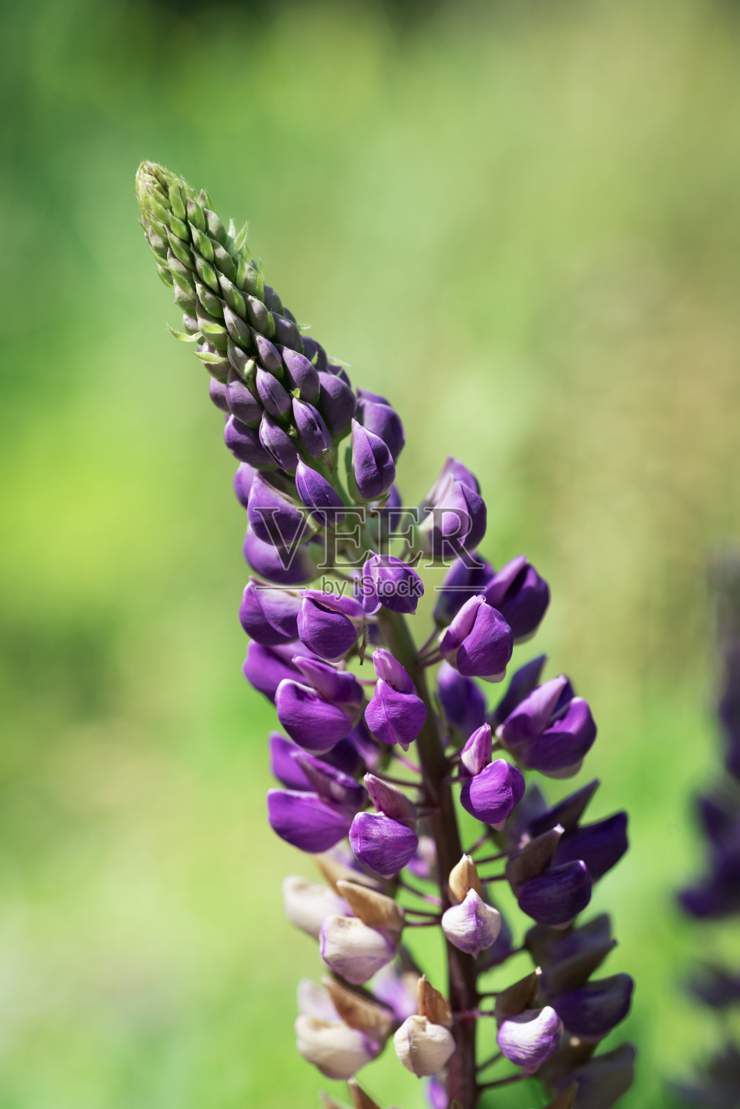 Delfinium花在模糊的背景下，绿色的田野，特写照片摄影图片