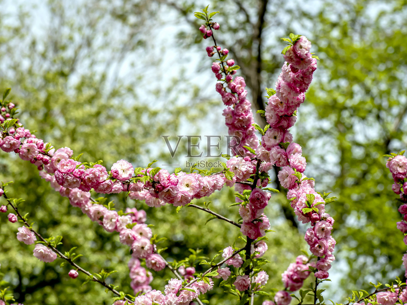 车里雅宾斯克城市花园中的樱花盛开照片摄影图片