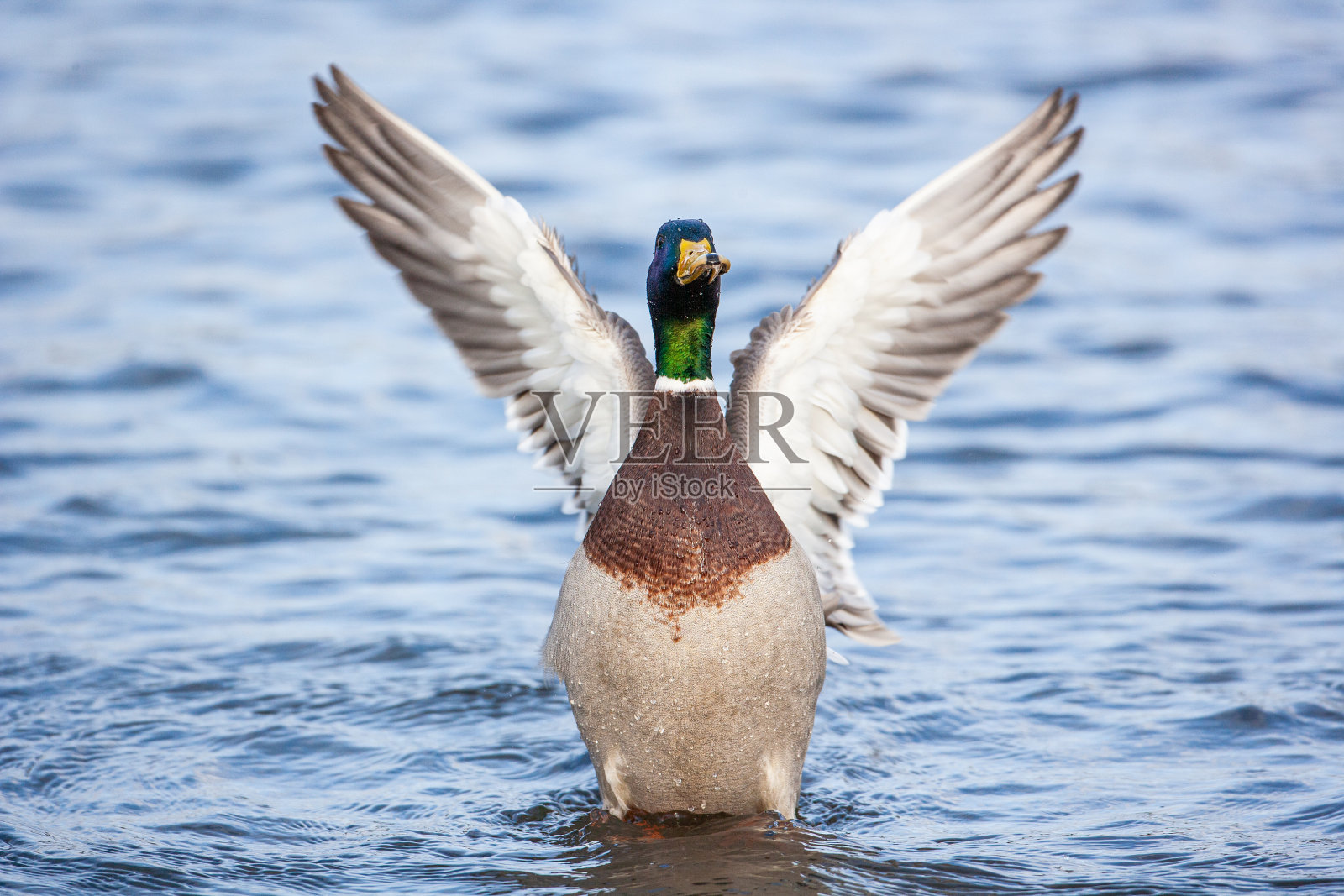 在英国伦敦，绿头鸭拍打着翅膀从水面上升起照片摄影图片