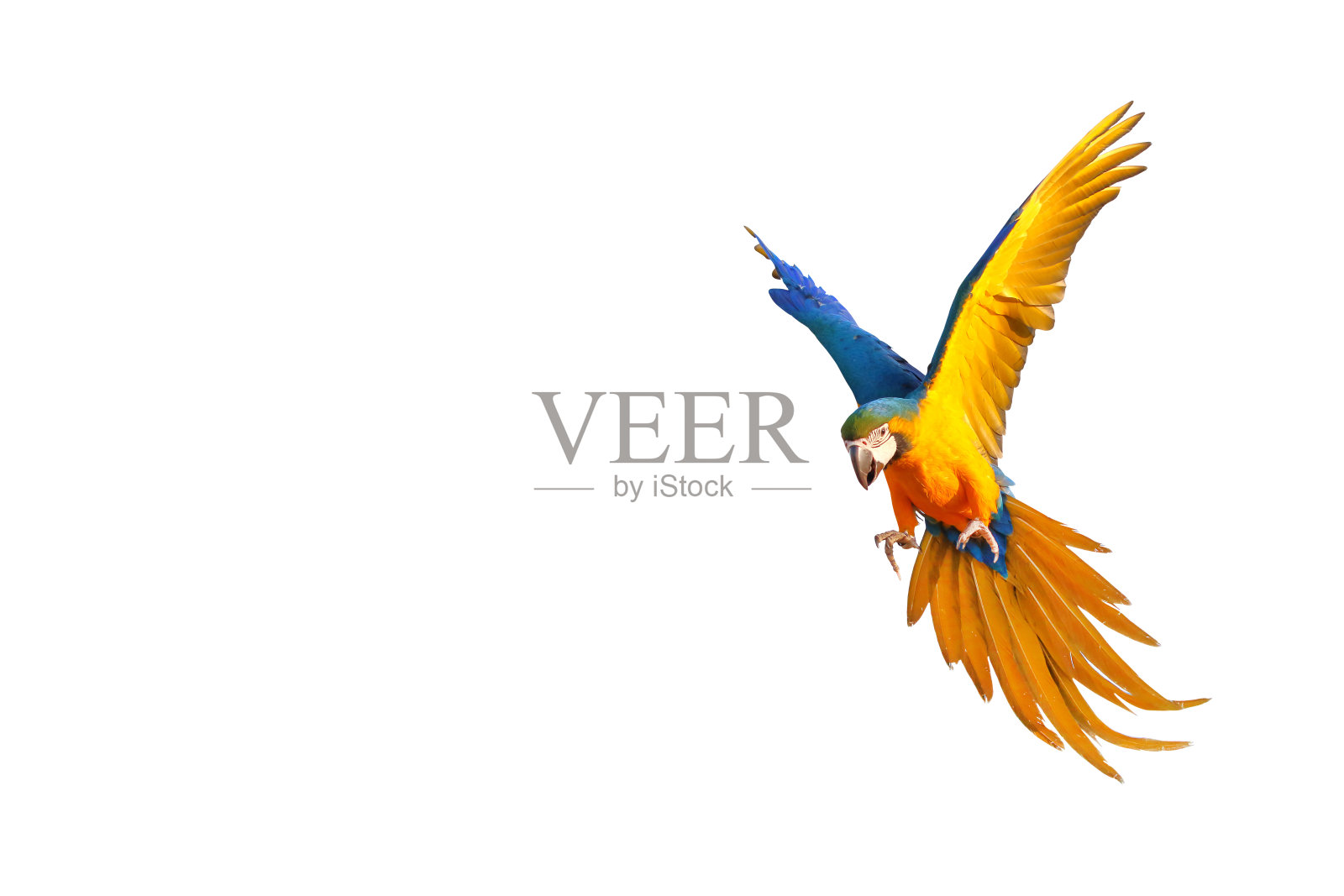 鹦鹉照片摄影图片