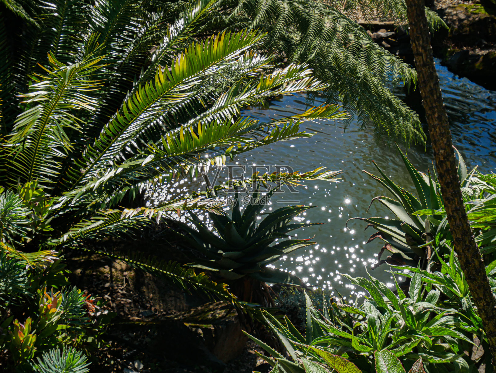 阳光湖照片摄影图片