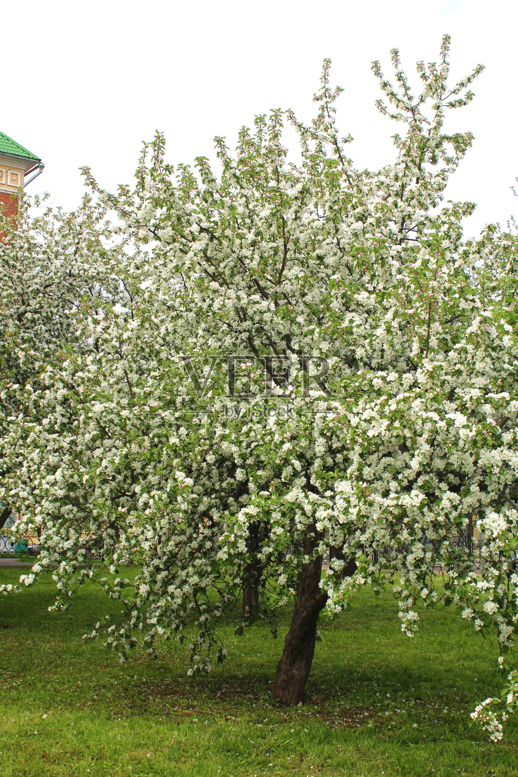春天的苹果树开着白花在花园里照片摄影图片