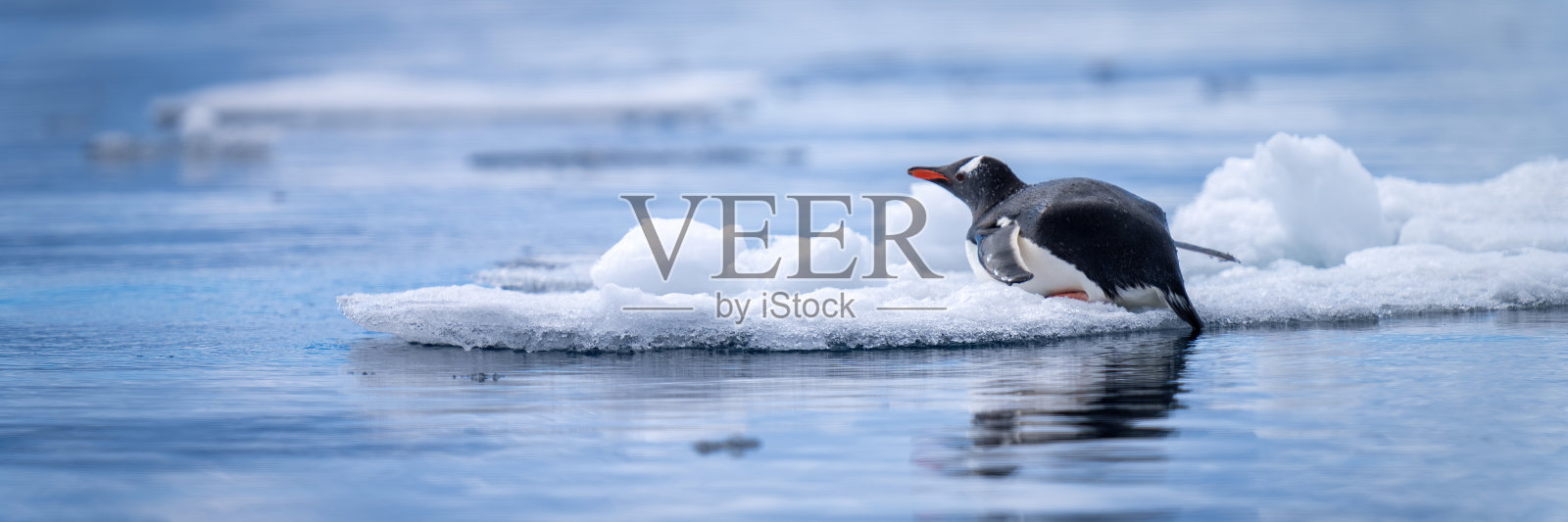 巴布亚企鹅躺在冰上的全景图照片摄影图片