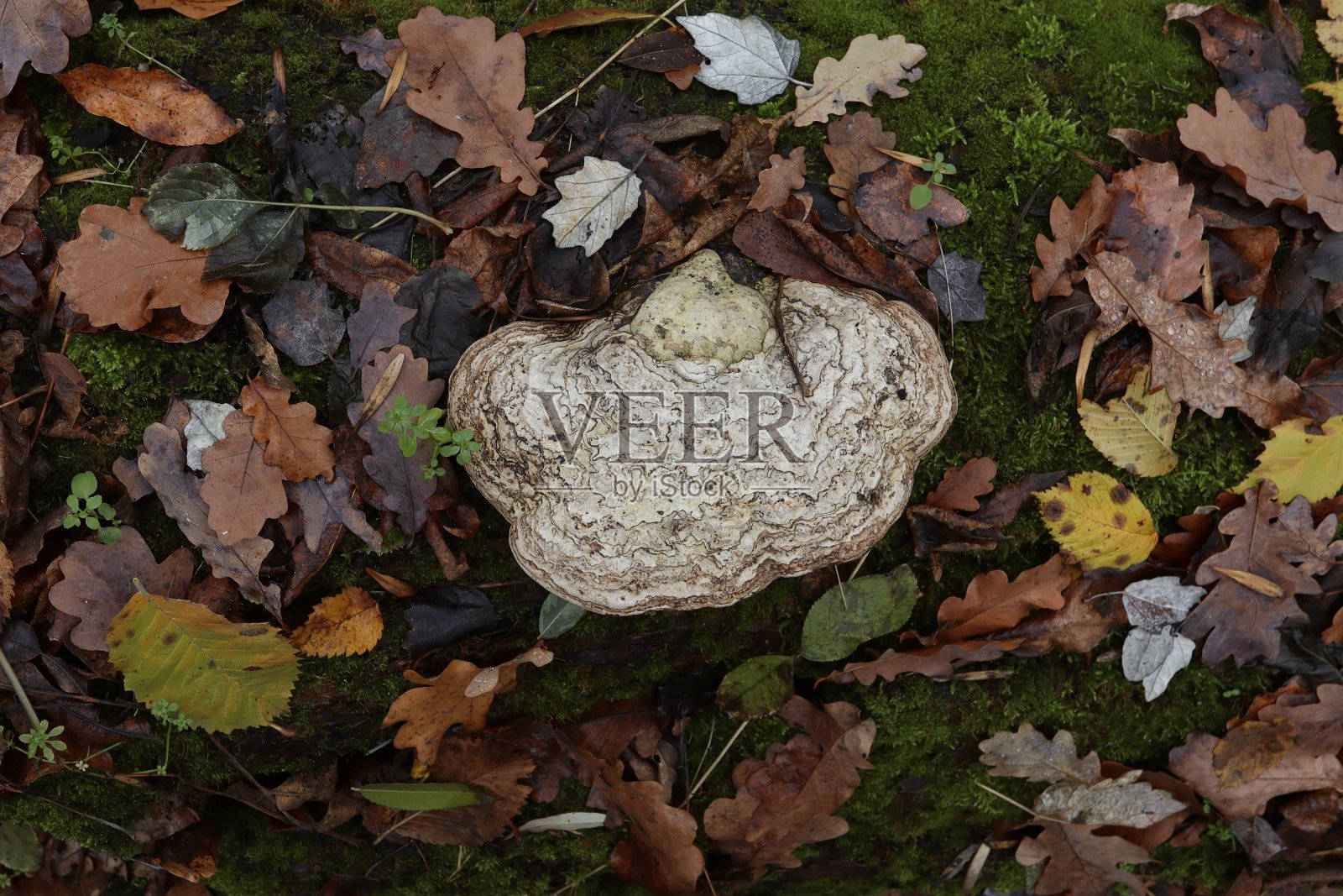 森林中的真菌照片摄影图片