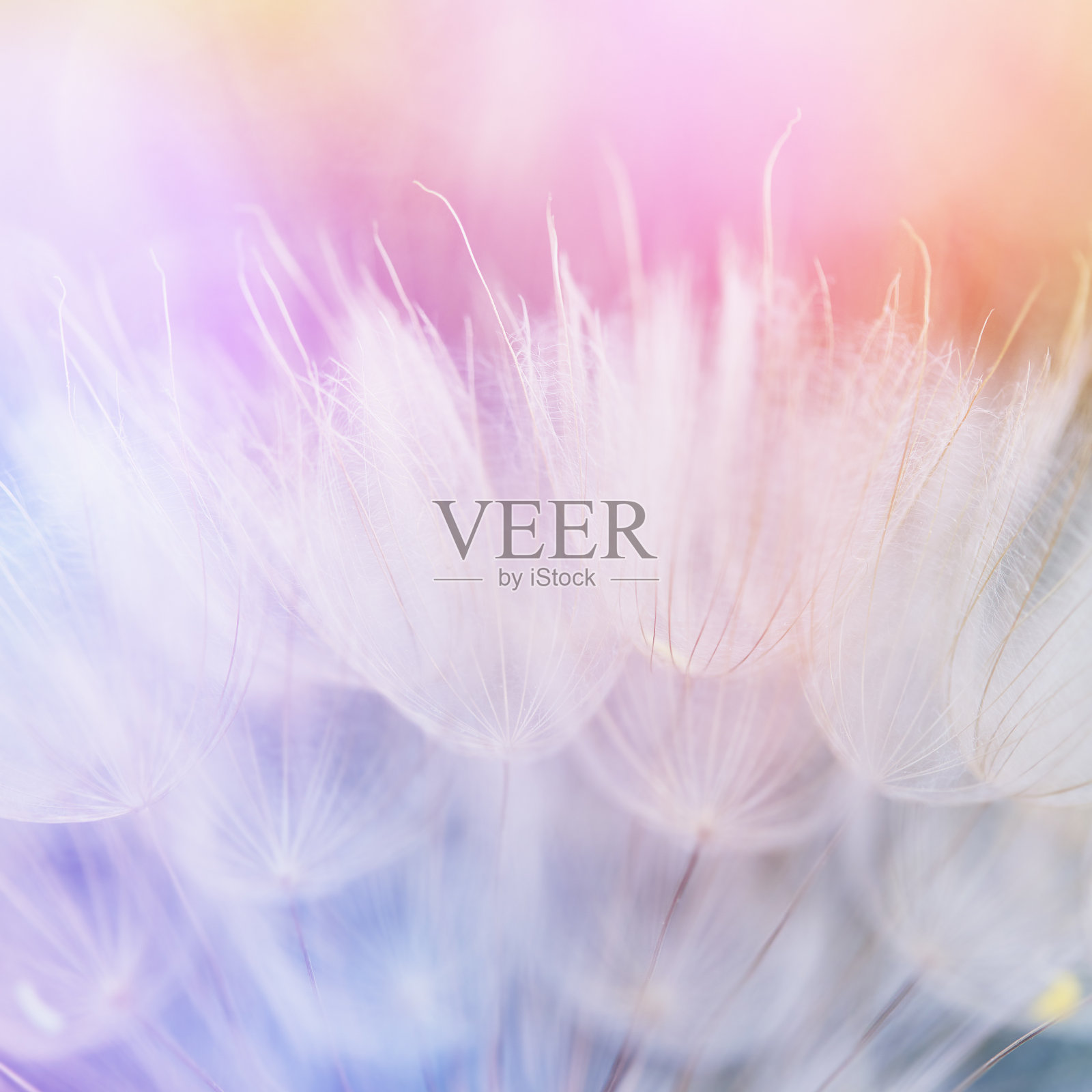 摘要花卉背景与蒲公英花在软粉彩渐变在背景照片摄影图片