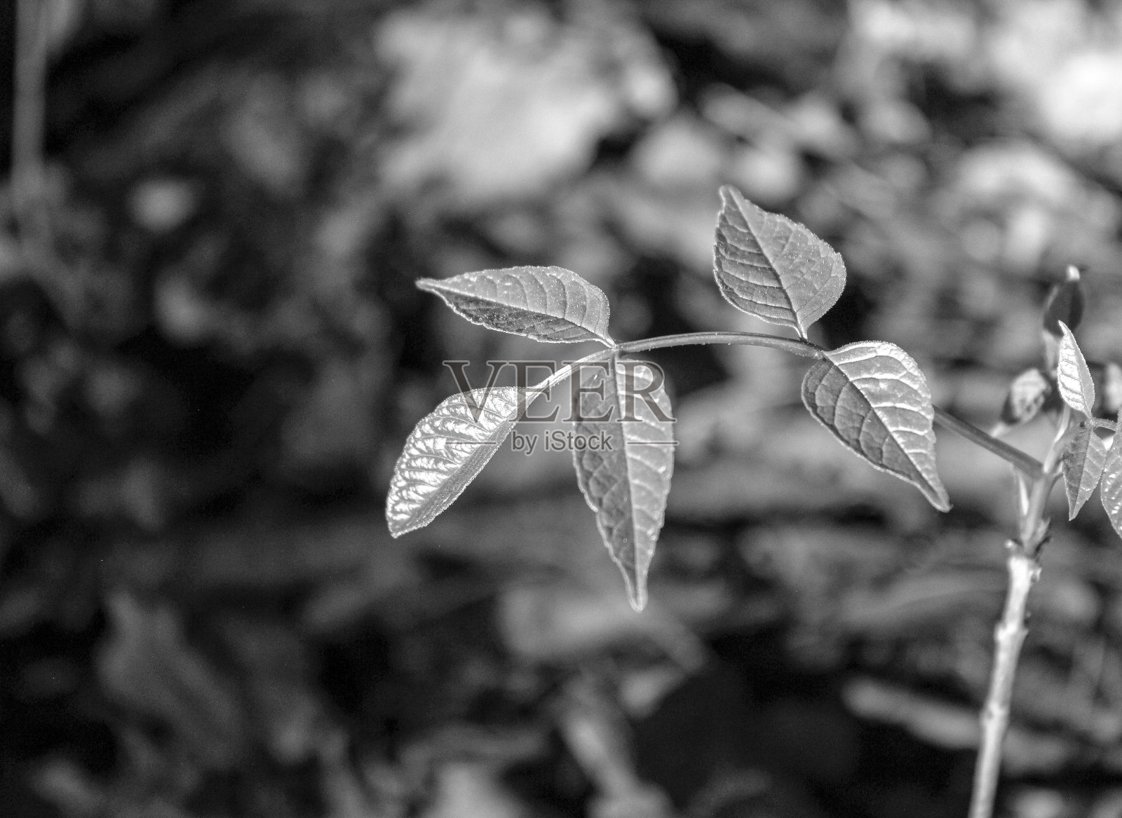 春天的生活照片摄影图片