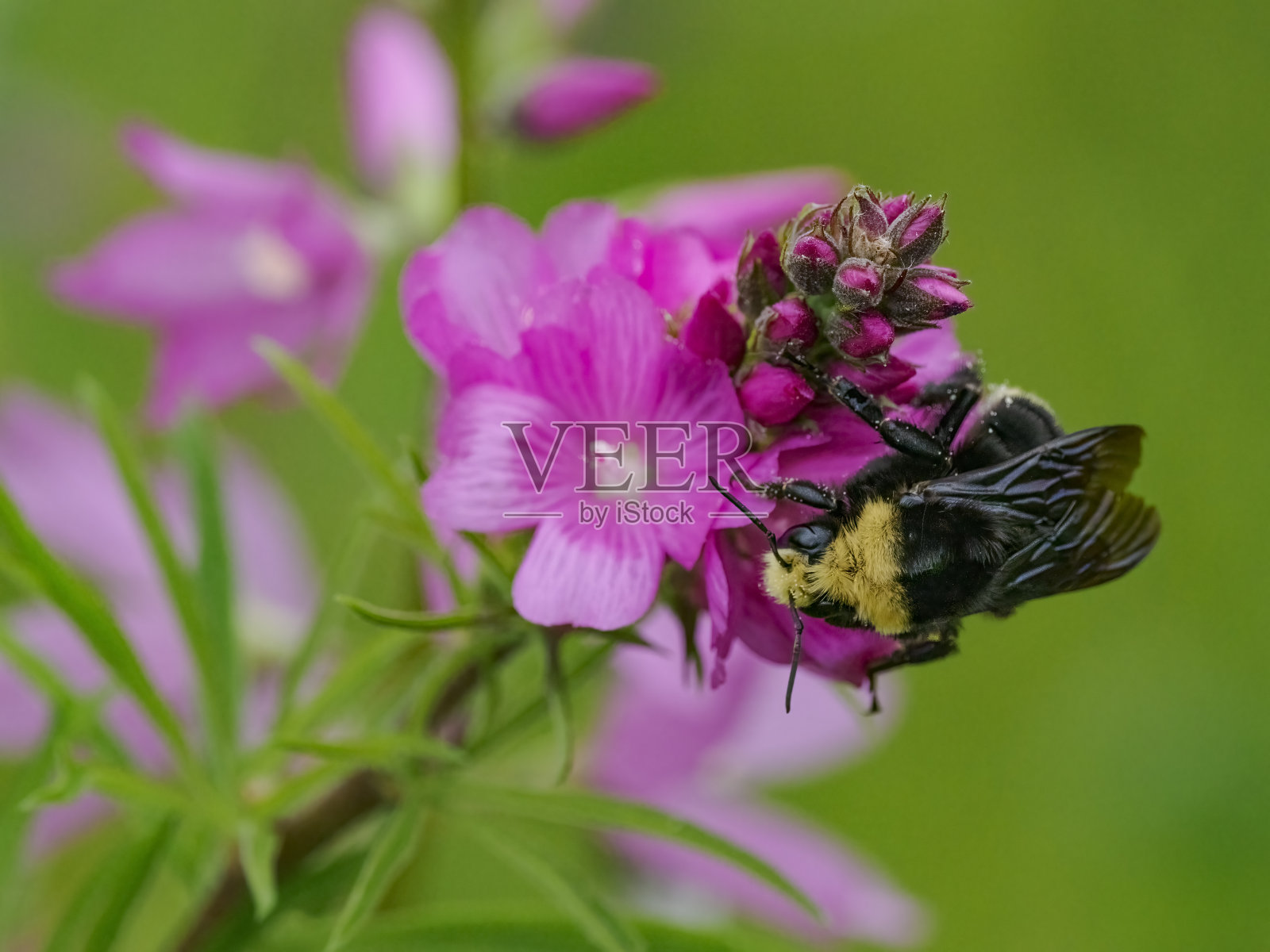大黄蜂正在吃俄勒冈州粉红色野花熊蜂照片摄影图片
