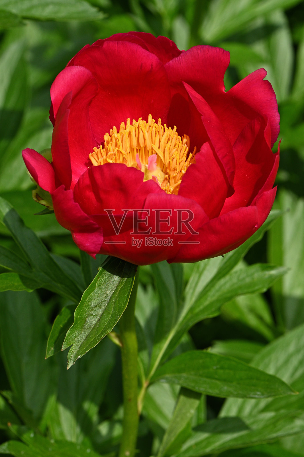 俯视图红色牡丹，垂直照片摄影图片