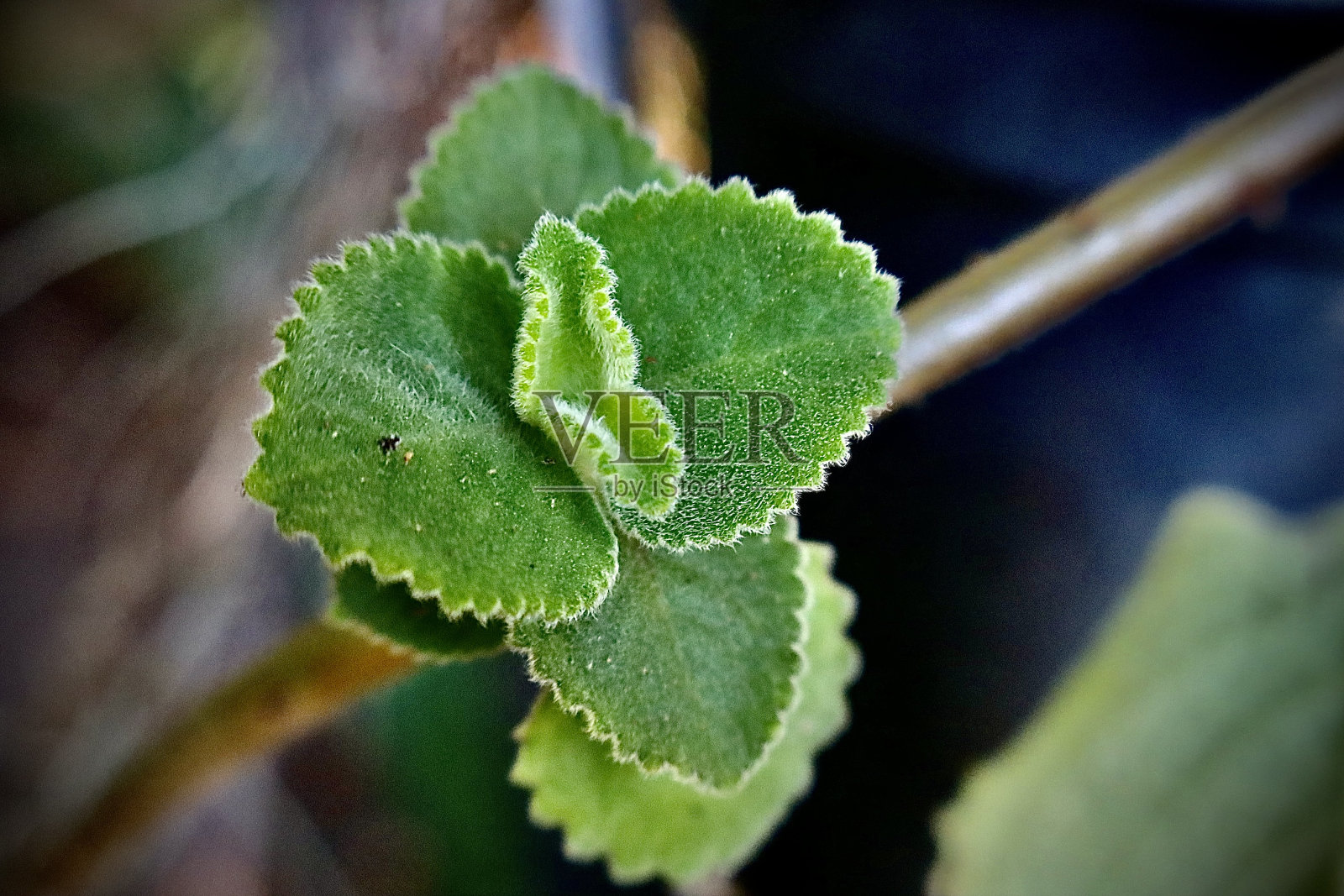 美丽的叶子照片摄影图片