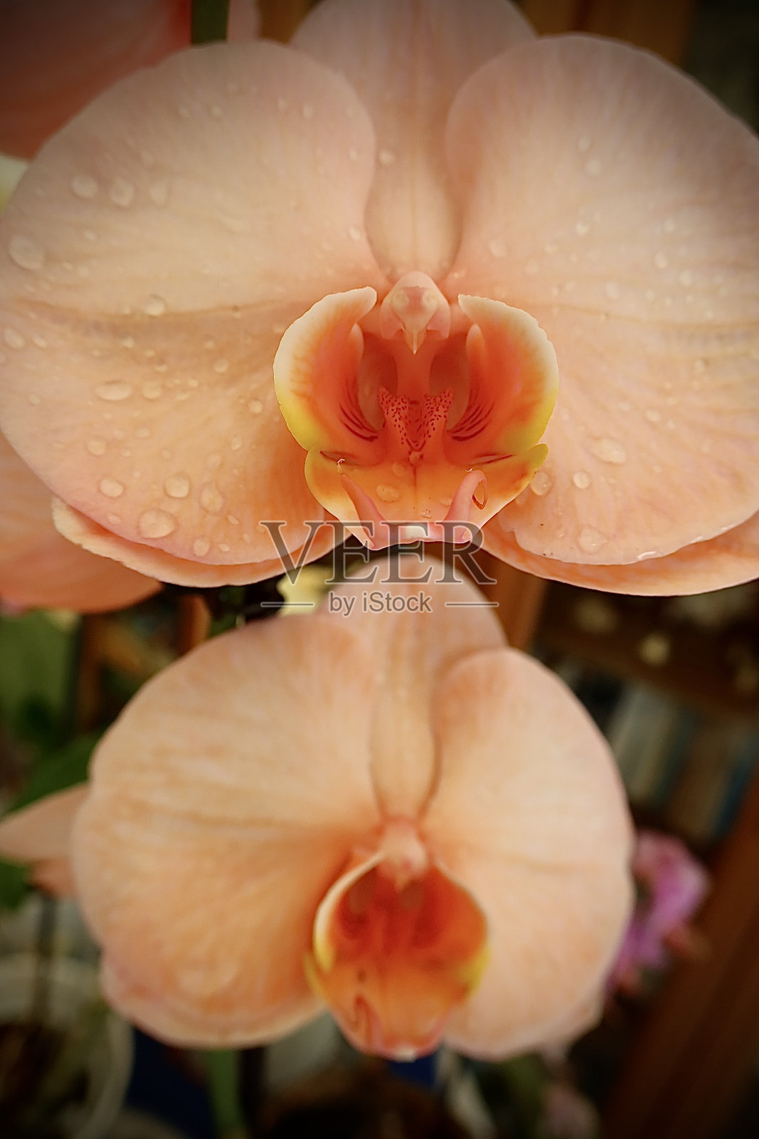 兰花橙色照片摄影图片