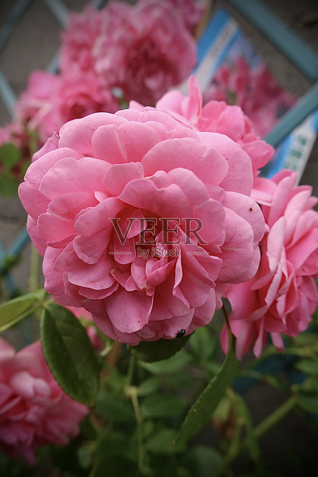 粉色的玫瑰照片摄影图片